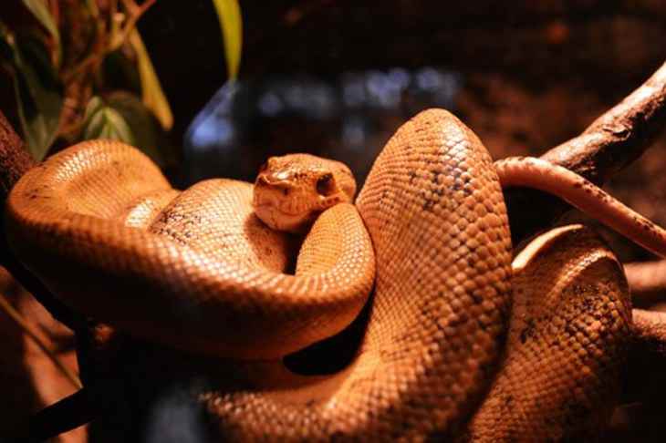 Пес спас семью от ядовитой змеи ценой своей жизни