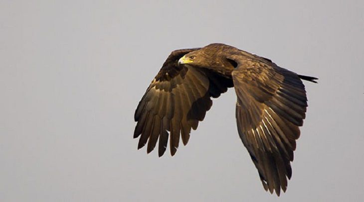 Почтовую марку с подорликом выпустят в Беларуси Почтовую марку с подорликом выпустят в Беларуси