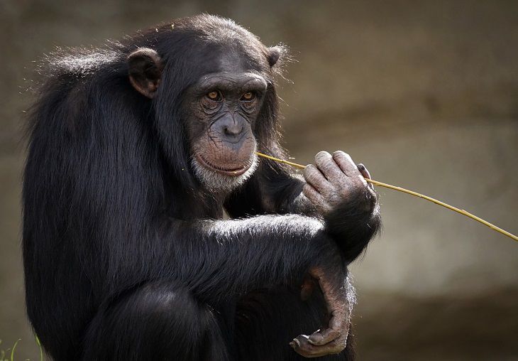 Ученые: присутствие человека меняет поведение шимпанзе