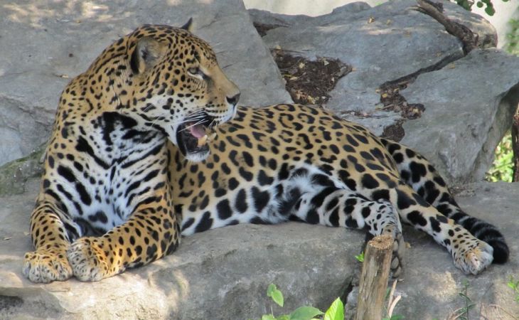 Решила сделать селфи: ягуар напал в зоопарке на посетительницу