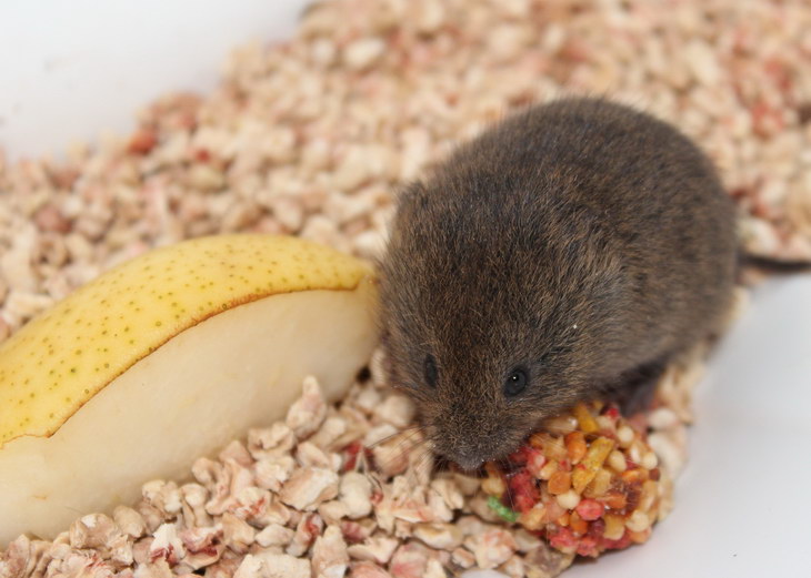 Ученые выяснили, до скольки могут досчитать мыши