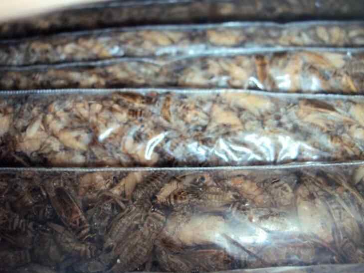 В Брянской области утилизировали белорусских сверчков