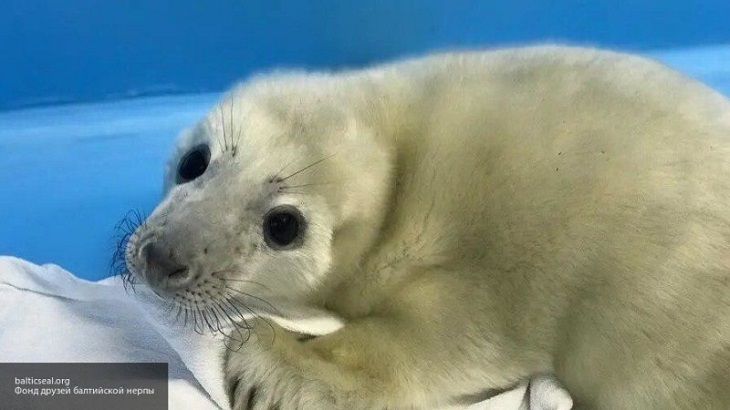 Сельчанин неожиданно спас тюлененка