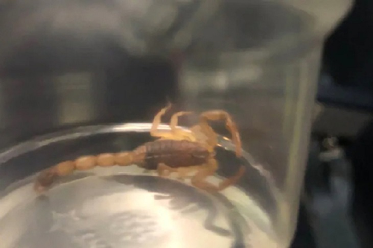 Скорпион пробрался в самолет и укусил пассажирку во время рейса Скорпион пробрался в самолет и укусил пассажирку во время рейса