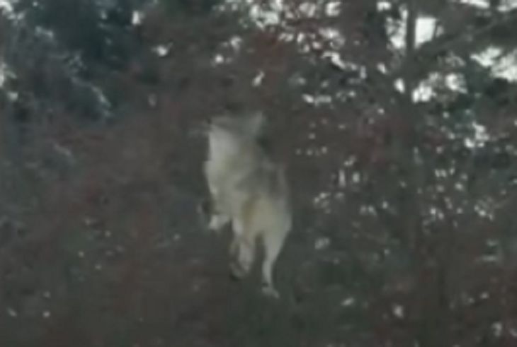 Ничего необычного: койот ест яблоки на дереве 