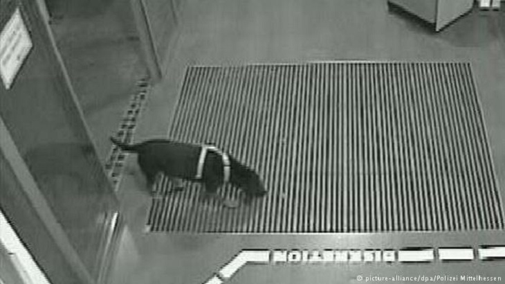 Преступник попался полиции из-за снимка своей собаки