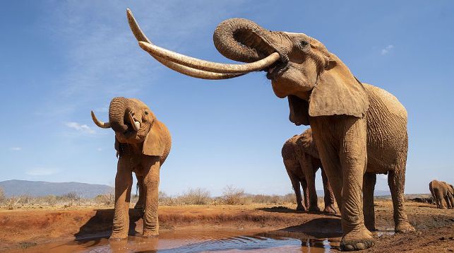 В Африке умерла «королева слонов» с гигантскими бивнями