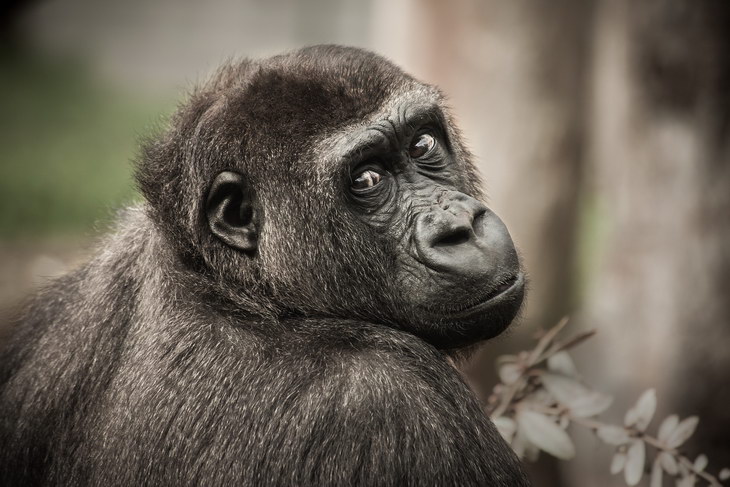 Ученые выяснили, как приближение человека влияет на поведение шимпанзе