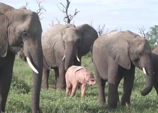 Чудо природы: в Южной Африке сняли на видео розового слоненка