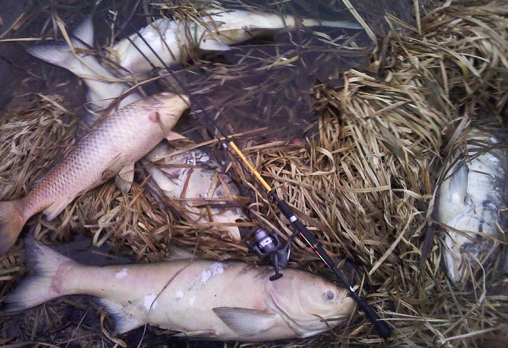 На озере в Несвижском районе случился крупный замор рыбы