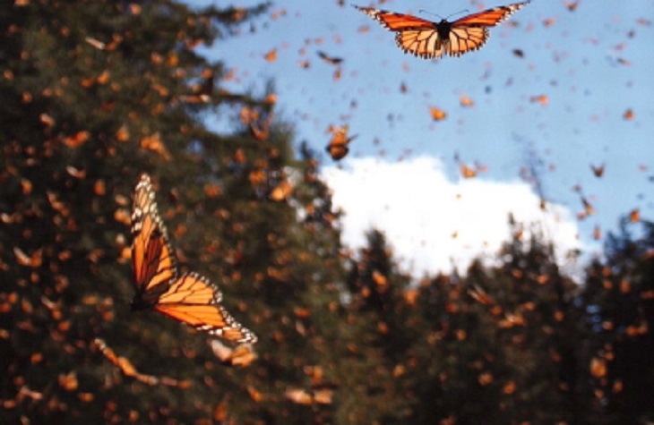 Калифорния переживает нашествие миллионов бабочек