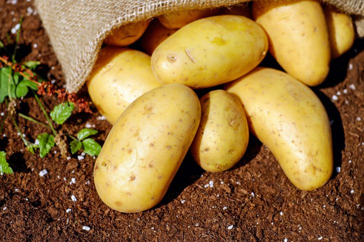 Подготовка картофеля к посадке: как получить большой урожай