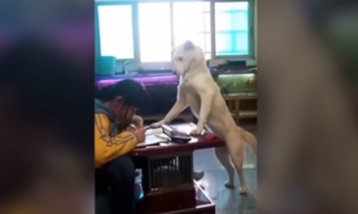 Собака-надзиратель заставила девочку делать домашнее задание