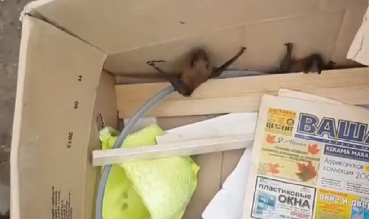 Школьник приютил более двухсот найденных на помойке летучих мышей 