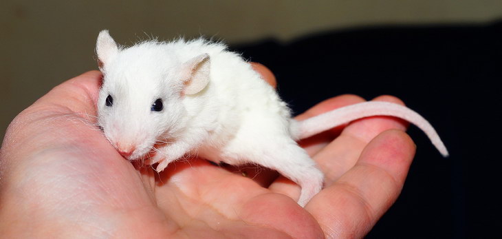Ученые научились понимать «речь» крыс