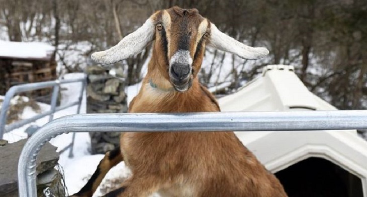 В США мэром города стал козел по кличке Линкольн