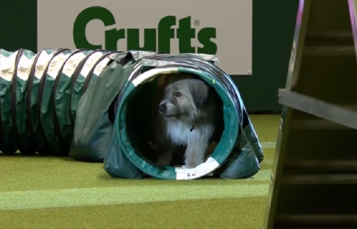 Упрямый пес отказался выполнять команды хозяйки, но стал главной звездой выставки