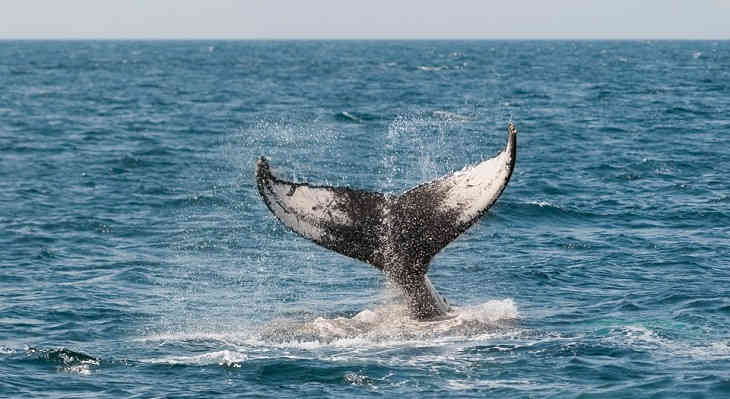 40 килограммов пластика обнаружили в мёртвом ките