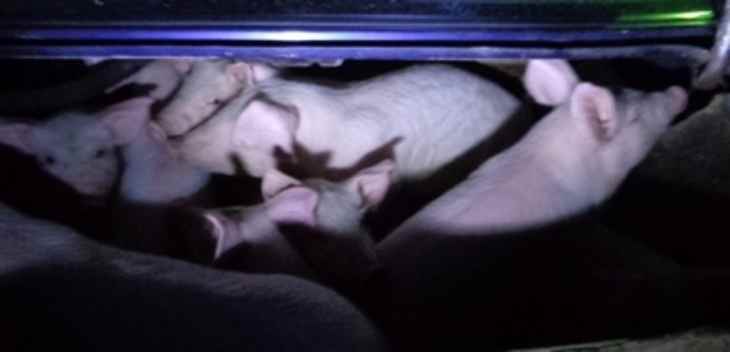 Россельхознадзор вернул в Беларусь «молочку» и поросят