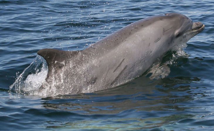 Капитана турецкого судна оштрафовали на $15 тыс. за убийство дельфина