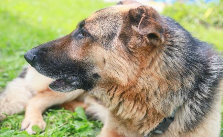 Собака помогла поймать воров в Пинске