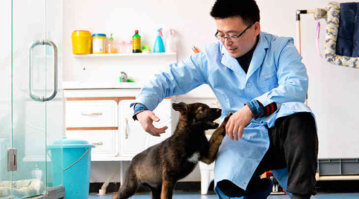 В Китае начали дрессировать первую клонированную полицейскую собаку