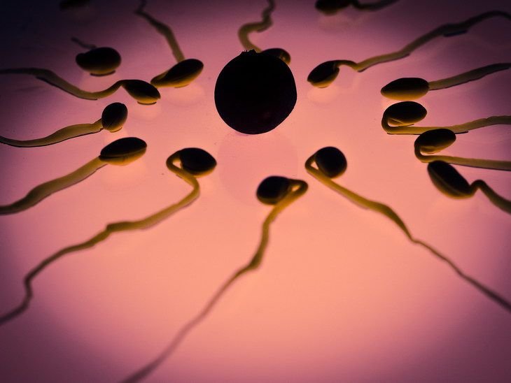 Медики разгадали секрет «плавательного мастерства» сперматозоидов