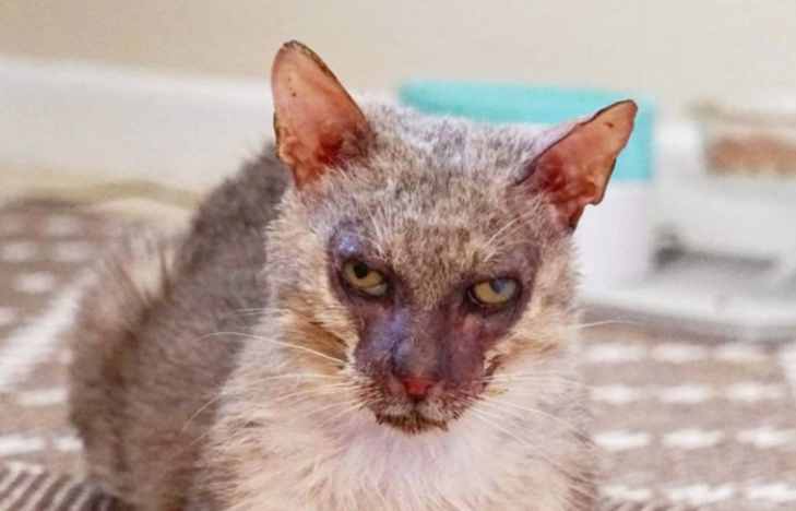 В США спасли кота-оборотня. Эту породу зафиксировали девять лет назад