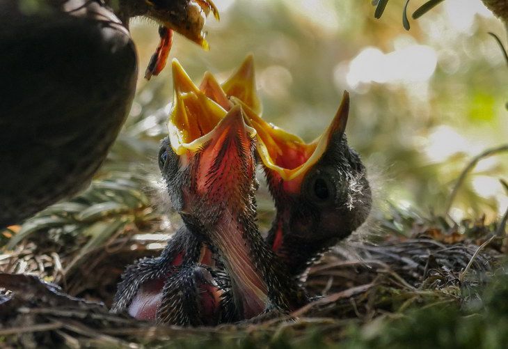 Ученые впервые обнаружили останки древней птицы с яйцом внутри