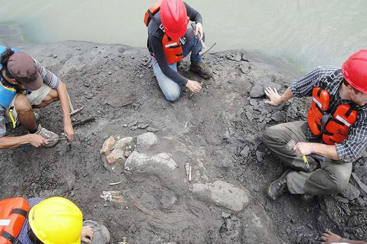 Ученые обнаружили самое древнее морское млекопитающее Америки