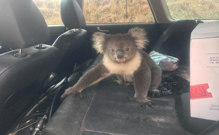 Австралиец снял на видео, как коала захватила его авто