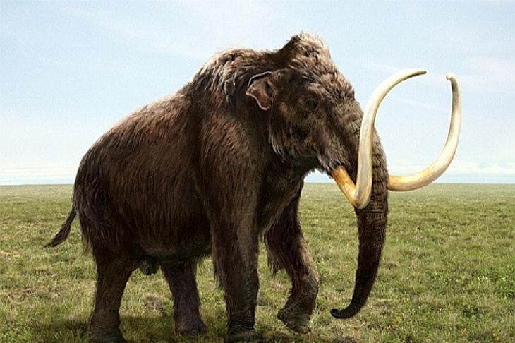 Школьник обнаружил зуб шерстистого мамонта