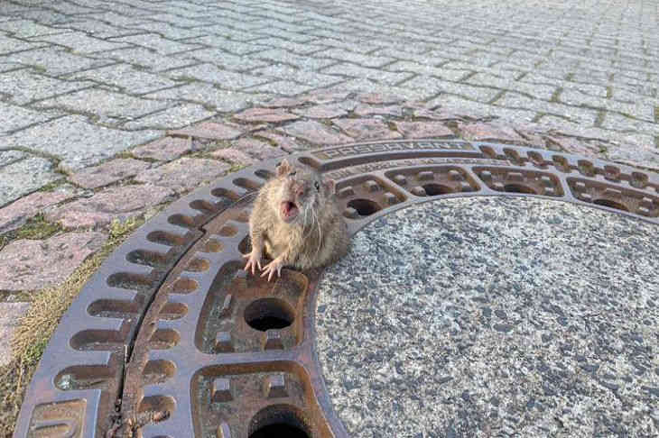Девочка вызвала команду пожарных, чтобы спасти застрявшую в люке толстую крысу Девочка вызвала команду пожарных, чтобы спасти застрявшую в люке толстую крысу