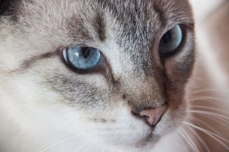 Кошка спасла хозяев от отравления угарным газом