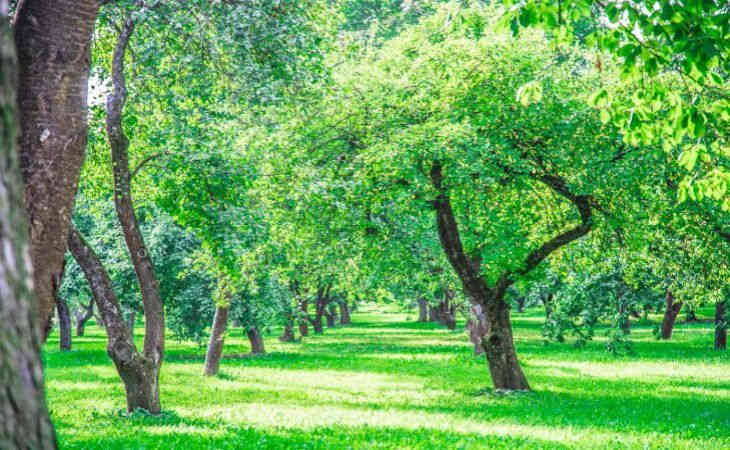 Парки семейных деревьев появятся в четырех районах Минска до 1 июня