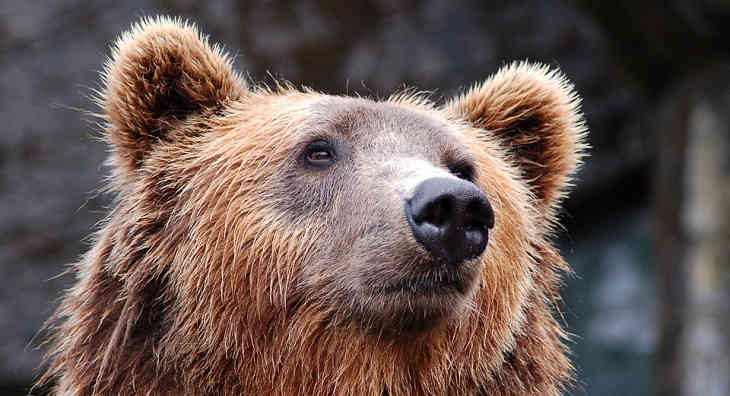 В Калифорнии медведи ходят на обед к людям