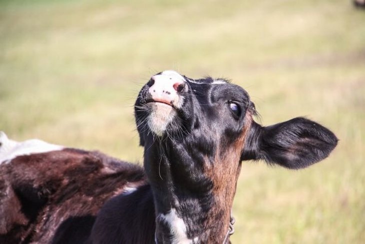 Численность копытных в Беларуси с 2006 года выросла более чем вдвое - Минлесхоз Численность копытных в Беларуси с 2006 года выросла более чем вдвое - Минлесхоз