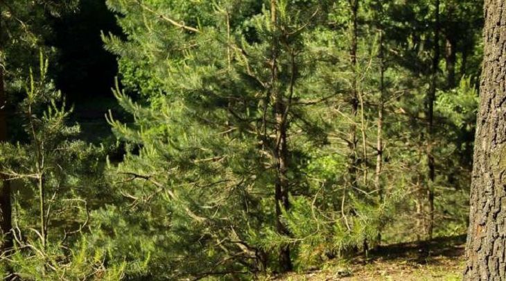 В Гродненском районе в лесу нашли гранаты