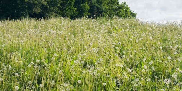 Минприроды предупреждает о штрафах за выжигание сухой травы Минприроды предупреждает о штрафах за выжигание сухой травы