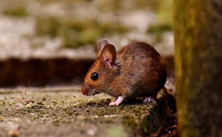 Житель Великобритании снял видео с мышью, которая убиралась в его гараже