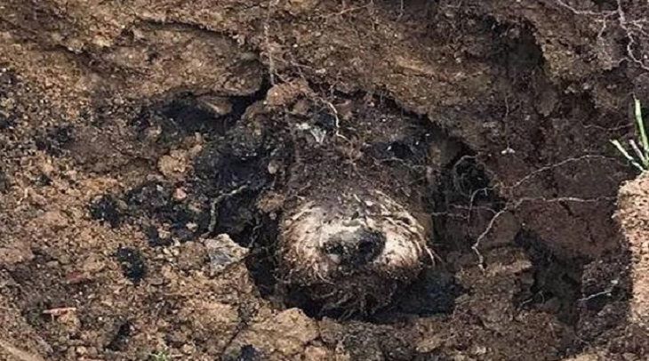 Пес, попав в кроличью нору, 5 дней бродил под землей 