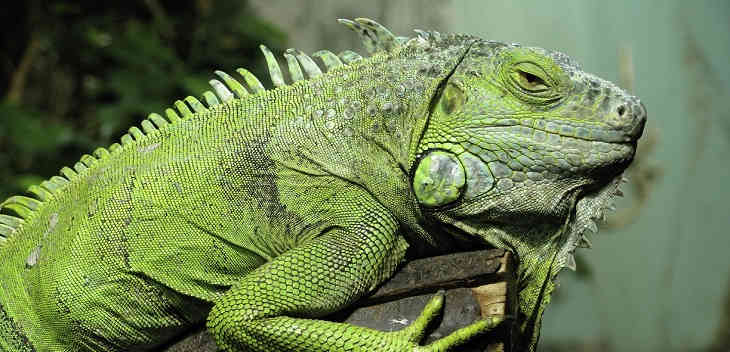 Мужчина обнаружил ярко-зеленую игуану у себя в туалете