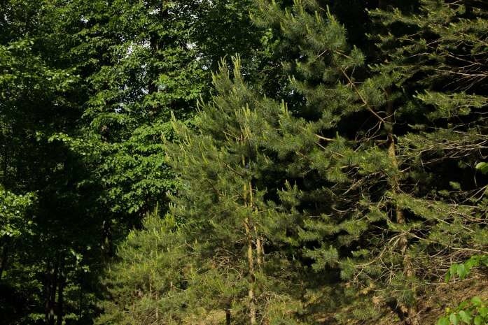 Опасность! Леса Гомельщины под угрозой 