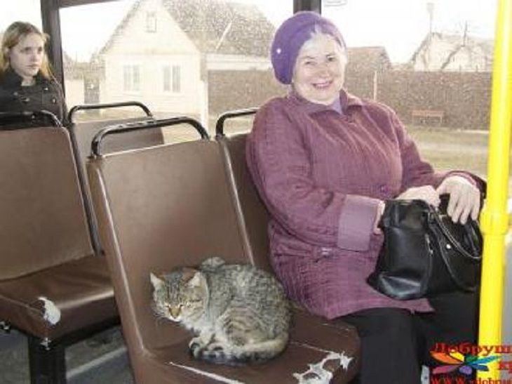Кот-безбилетник путешествует по Добрушу в рейсовом автобусе