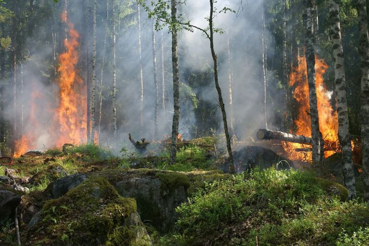В Австралии более 400 человек эвакуированы из-за лесных пожаров