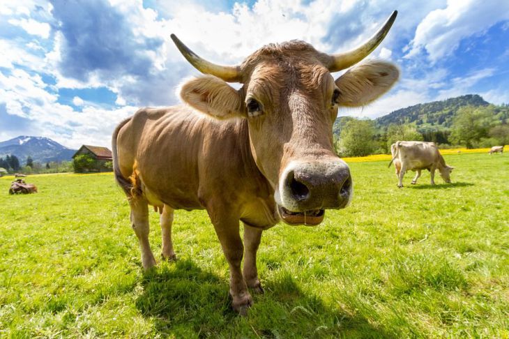 В Великобритании создали Tinder для коров