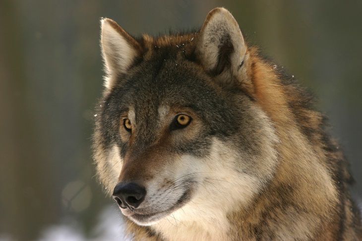 Ученые: волки могут сотрудничать с собаками и людьми