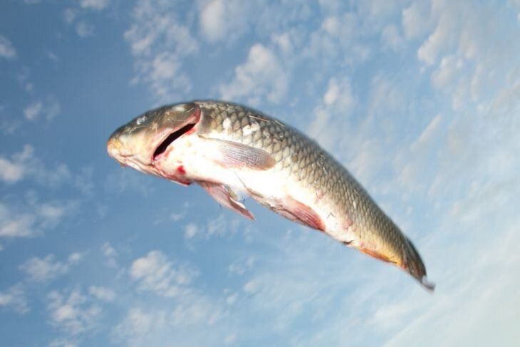 Браконьеров с 51 кг рыбы задержали в Столинском районе