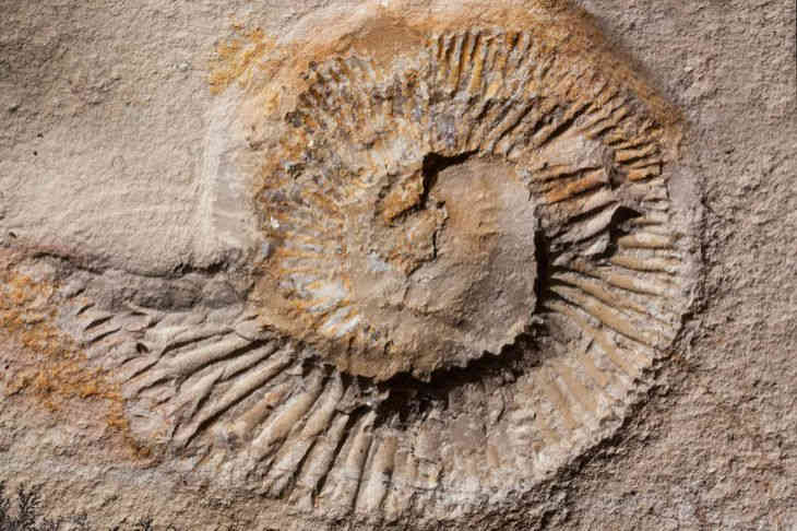 Ученые обнаружили останки первых животных на Земле