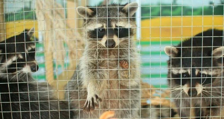 К 8 Марта: Минский зоопарк предлагает сравнить жену с животным